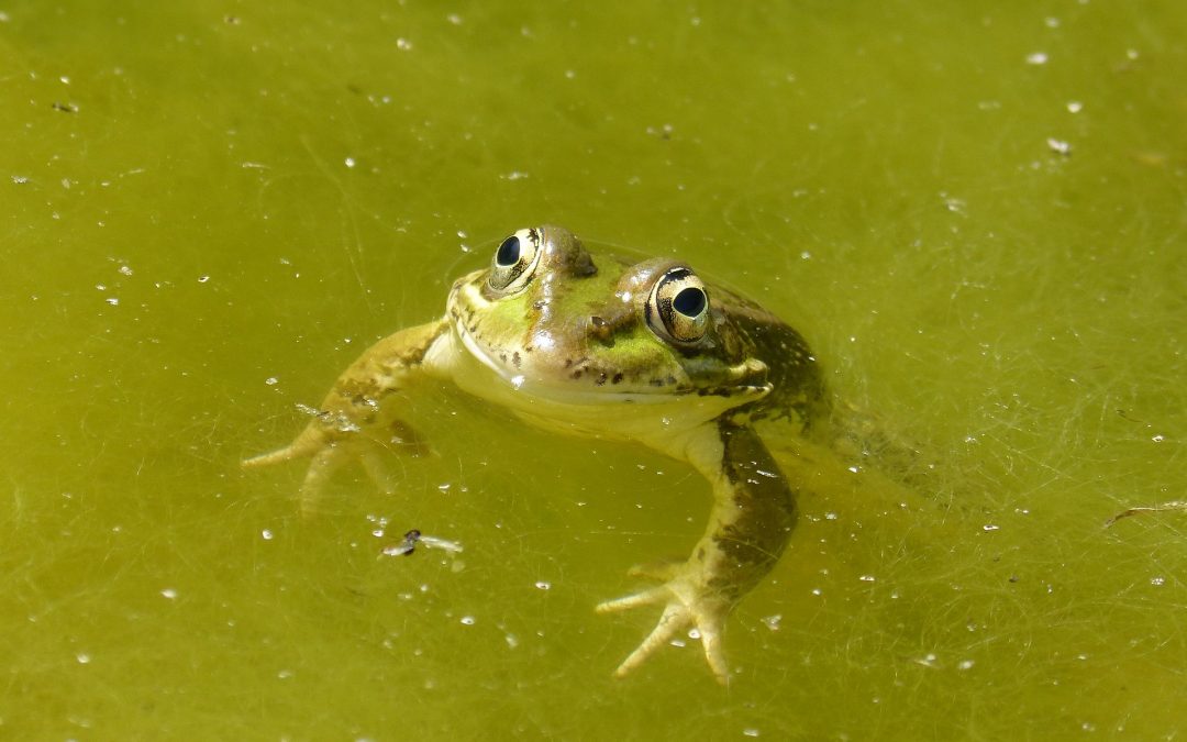 Comment traiter les phosphates dans ma piscine ?