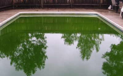 5 astuces pour prévenir et éliminer les algues dans la piscine