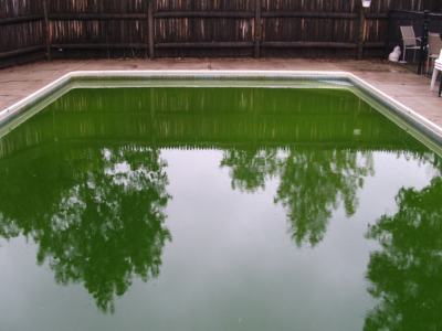 5 astuces pour prévenir et éliminer les algues dans la piscine