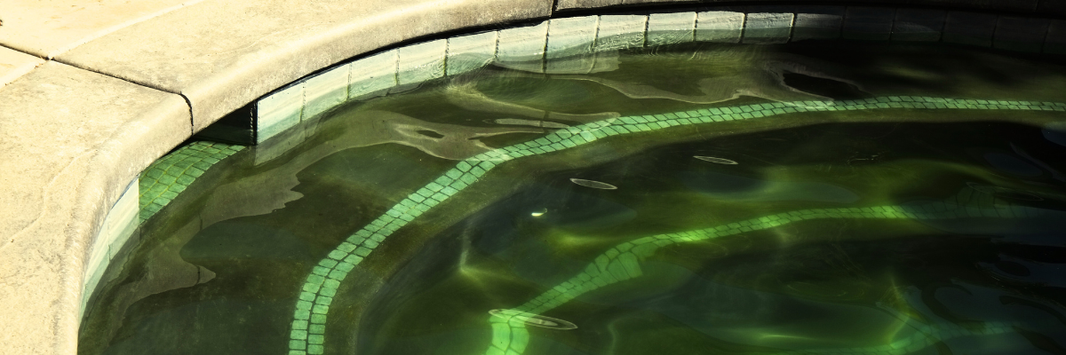 Algues piscine blanches, vertes, moutardes